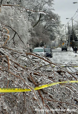 Street blocked by ice storm fallen tree